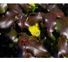 Магония падуболистная (Mahonia aquifolium) С2